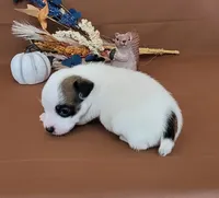 Nash CKC Registered , a male Jack Russell Terrier for sale in Laurel, IN – 2 of 8