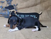 Sofie AKC female, a female Miniature Dachshund for sale in Laurel, IN – 2 of 5