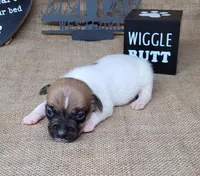 Jude purebred JRT, a male Jack Russell Terrier for sale in Laurel, IN – 2 of 6