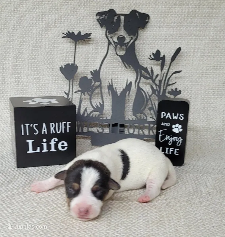 Lucy CKC purebred JRT 