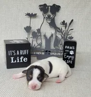 Lucy CKC purebred JRT , a female Jack Russell Terrier for sale in Laurel, IN – Photo 1 of 5