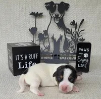 Lucy CKC purebred JRT , a female Jack Russell Terrier for sale in Laurel, IN – Photo 2 of 5