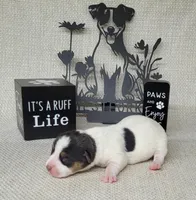 Lucy CKC purebred JRT , a female Jack Russell Terrier for sale in Laurel, IN – Photo 3 of 5