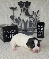 Lucy CKC purebred JRT , a female Jack Russell Terrier for sale in Laurel, IN – Photo 4 of 5