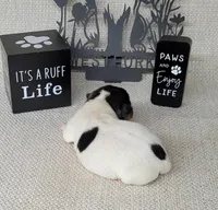 Lucy CKC purebred JRT , a female Jack Russell Terrier for sale in Laurel, IN – Photo 5 of 5