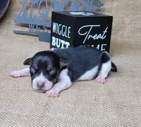 Romeo purebred JRT, a male Jack Russell Terrier for sale in Laurel, IN – 4 of 5