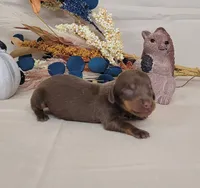 AKC Hugo Delivery Available , a male Miniature Dachshund for sale in Laurel, IN – 4 of 4