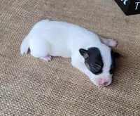 Ricochet purebred JRT, a male Jack Russell Terrier for sale in Laurel, IN – 3 of 5