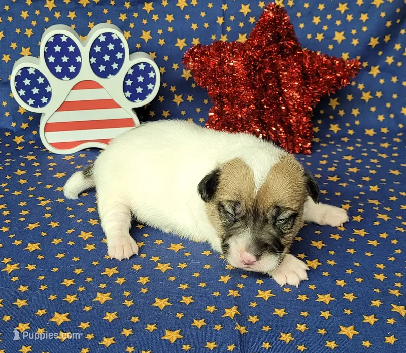 CKC "Pogo" delivery available  – Jack Russell Terrier puppy for sale in Laurel, IN