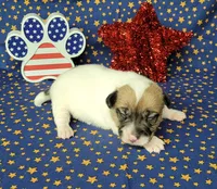 CKC "Pogo" delivery available , a male Jack Russell Terrier for sale in Laurel, IN – 1 of 6
