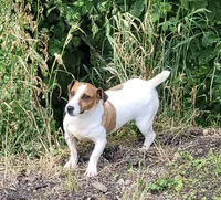 Moses STUD for sale, a male Jack Russell Terrier for sale in Laurel, IN – 6 of 6