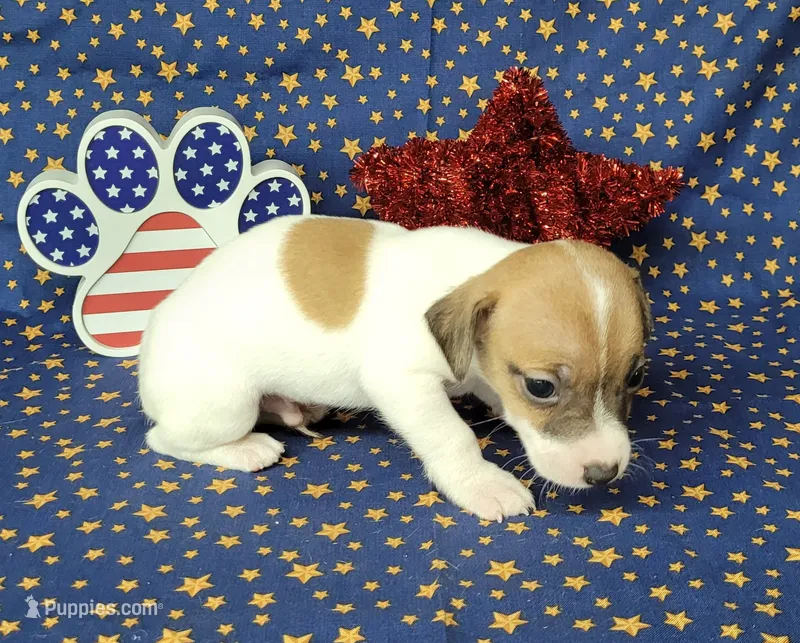 Racer CKC purebred *Delivery* – Jack Russell Terrier puppy for sale in Laurel, IN