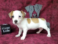 Jinx purebred JRT , a female Jack Russell Terrier for sale in Laurel, IN – 5 of 5