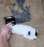 Prince CKC Registered  purebred , a male Jack Russell Terrier for sale in Laurel, IN – 5 of 7