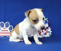 Jax purebred *Delivery available*, a male Jack Russell Terrier for sale in Laurel, IN – 3 of 6