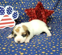 Ripley CKC Reg female, a female Jack Russell Terrier for sale in Laurel, IN – 6 of 7