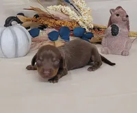 AKC Hugo Delivery Available , a male Miniature Dachshund for sale in Laurel, IN – 2 of 4