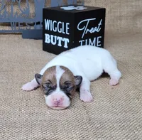 Racer CKC purebred *Delivery*, a male Jack Russell Terrier for sale in Laurel, IN – 2 of 5