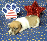 Riggs CKC male, a male Jack Russell Terrier for sale in Laurel, IN – 7 of 7