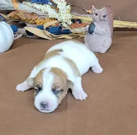 Tonka rough coat male JRT, a male Jack Russell Terrier for sale in Laurel, IN – 1 of 7