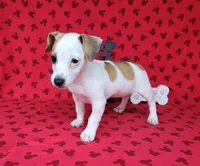 Jinx purebred JRT , a female Jack Russell Terrier for sale in Laurel, IN – 3 of 8