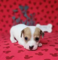 CKC Thor *Delivery Available , a male Jack Russell Terrier for sale in Laurel, IN – 5 of 6