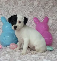 Lena CKC purebred JRT, a female Jack Russell Terrier for sale in Laurel, IN – Photo 2 of 6