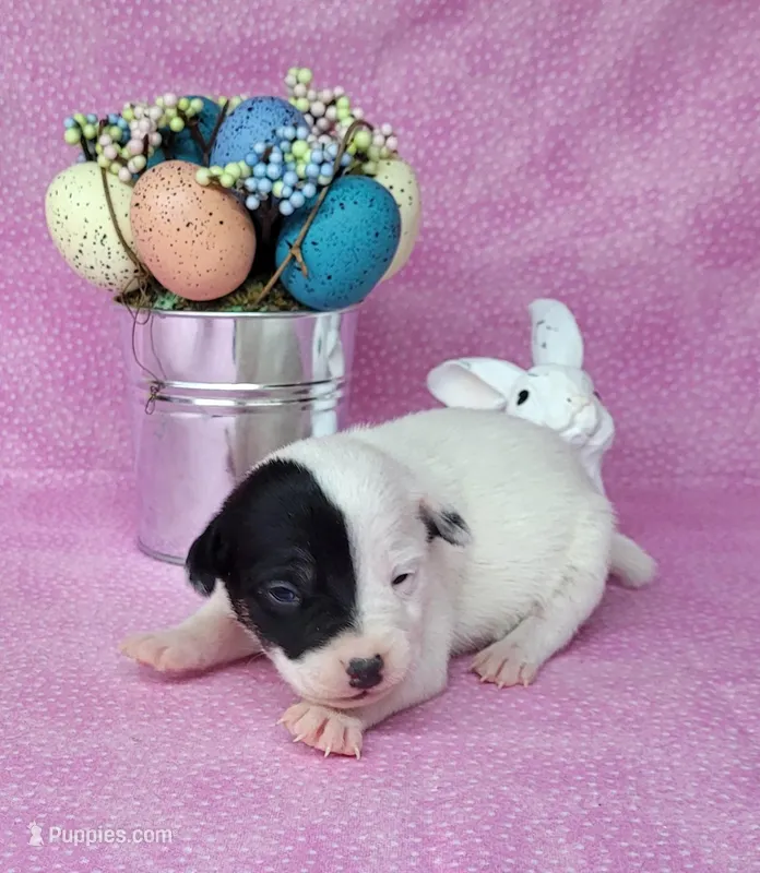 Lena CKC purebred JRT