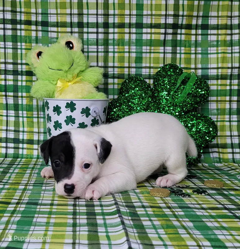 Lena CKC purebred JRT – Jack Russell Terrier puppy for sale in Laurel, IN