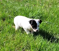 Lena CKC purebred JRT, a female Jack Russell Terrier for sale in Laurel, IN – Photo 2 of 6