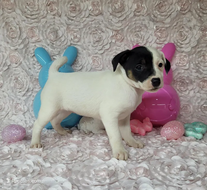 Lena CKC purebred JRT – Jack Russell Terrier puppy for sale in Laurel, IN