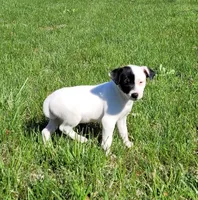 Lena CKC purebred JRT, a female Jack Russell Terrier for sale in Laurel, IN – Photo 3 of 6