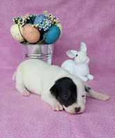 Lena CKC purebred JRT, a female Jack Russell Terrier for sale in Laurel, IN – Photo 4 of 5