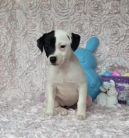Lena CKC purebred JRT, a female Jack Russell Terrier for sale in Laurel, IN – Photo 3 of 6