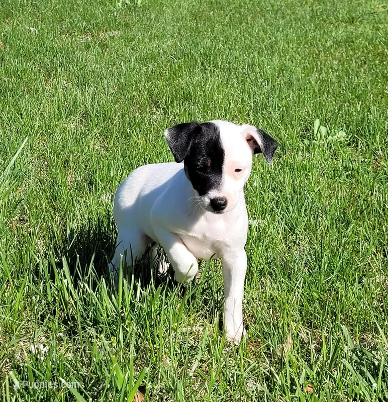 Lena CKC purebred JRT – Jack Russell Terrier puppy for sale in Laurel, IN
