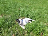 Lena CKC purebred JRT, a female Jack Russell Terrier for sale in Laurel, IN – Photo 5 of 6