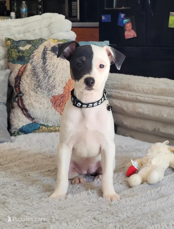Lena CKC purebred JRT – Jack Russell Terrier puppy for sale in Laurel, IN