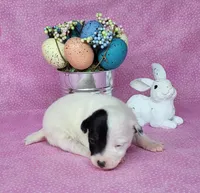 Lena CKC purebred JRT, a female Jack Russell Terrier for sale in Laurel, IN – Photo 2 of 5