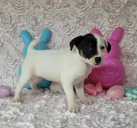Lena CKC purebred JRT, a female Jack Russell Terrier for sale in Laurel, IN – Photo 6 of 6