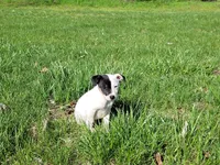 Lena CKC purebred JRT, a female Jack Russell Terrier for sale in Laurel, IN – Photo 4 of 6