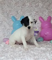 Lena CKC purebred JRT, a female Jack Russell Terrier for sale in Laurel, IN – Photo 4 of 6