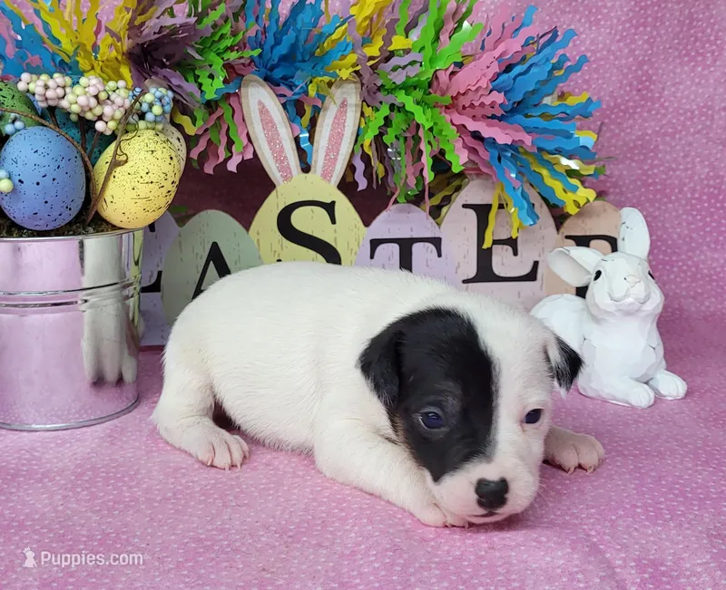 Lena CKC purebred JRT