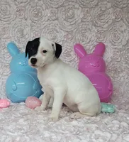 Lena CKC purebred JRT, a female Jack Russell Terrier for sale in Laurel, IN – Photo 5 of 6