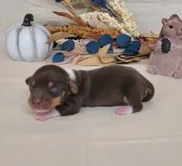 AKC Harriet purebred Miniature Dachshund , a female Miniature Dachshund for sale in Laurel, IN – 2 of 4