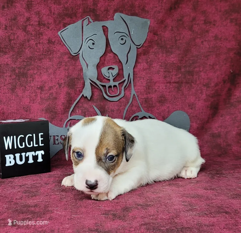 Percy CKC delivery available  – Jack Russell Terrier puppy for sale in Laurel, IN