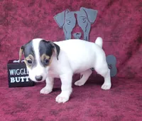 Ricochet purebred JRT, a male Jack Russell Terrier for sale in Laurel, IN – 6 of 6