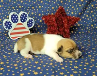Riggs CKC male, a male Jack Russell Terrier for sale in Laurel, IN – 2 of 7