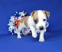 Jax purebred *Delivery available*, a male Jack Russell Terrier for sale in Laurel, IN – 1 of 6