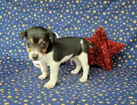 Romeo purebred JRT, a male Jack Russell Terrier for sale in Laurel, IN – 2 of 4