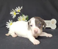 Cooper AKC Dapple pie, a male Miniature Dachshund for sale in Laurel, IN – Photo 3 of 5